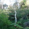 Trees in the Gully, Katoomba